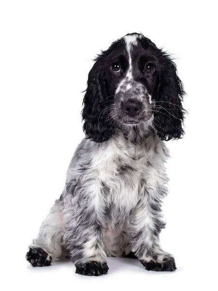 Carino Giovane Blu Roan Cockerspaniel Cane Cucciolo Seduto Fronte Guardando — Foto Stock