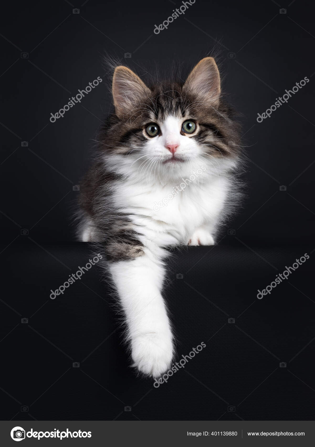 Bildet : våt, kattunge, svart katt, nærbilde, kinnskjegg, virveldyr, sur,  maine coon, Norsk Skogkatt, små og mellomstore katter, katt som pattedyr,  rovpattedyr, Nebelung, innenlandsk korthåret katt, innenlandske langhåret  katt 3888x2592 - -, image size:1200x1700