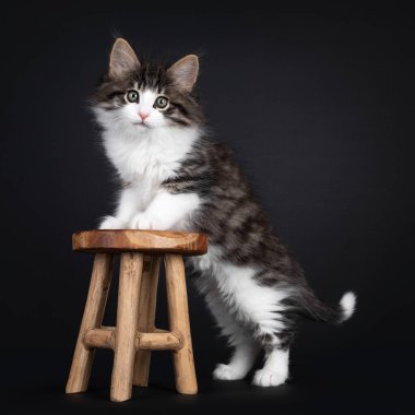 Beyaz Norveç orman kedisi kedi yavrusuyla lekelenmiş, küçük tahta taburede patileriyle dikiliyor. Yeşilli gözlerle kameraya merak sarmış gibisin. Siyah bir arkaplanda izole edilmiş.