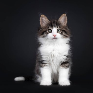 İfade veren siyah tekir beyaz Norveç Orman Kedisi ile lekelenmiş, yüzü önde oturuyor. Yeşilli gözlerle kameraya merak sarmış gibisin. Siyah bir arkaplanda izole edilmiş.