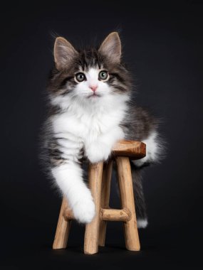 Beyaz Norveç orman kedisi kedi yavrusuyla lekelenmiş, küçük tahta taburede yatan etkileyici siyah tekir. Yeşilli gözlerle kameraya merak sarmış gibisin. Siyah bir arka planda izole edilmiş. Bir pençe kenarda sallanıyor..