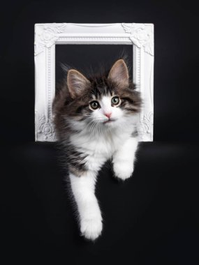 Beyaz Norveç orman kedisi kedi yavrusuyla lekelenmiş, fotoğraf çerçevesi boyunca uzanan etkileyici siyah tekir. Yeşilli gözlerle kameraya merak sarmış gibisin. Siyah bir arka planda izole edilmiş. Bir pençe kenarda sallanıyor..