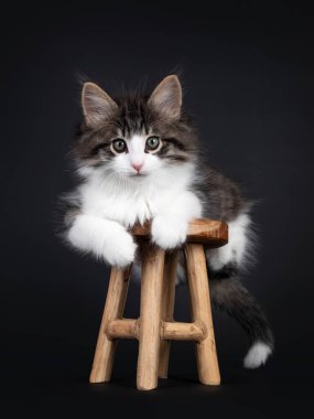 Beyaz Norveç orman kedisi kedi yavrusuyla lekelenmiş, küçük tahta taburede yatan etkileyici siyah tekir. Yeşilli gözlerle kameraya merak sarmış gibisin. Siyah bir arkaplanda izole edilmiş.