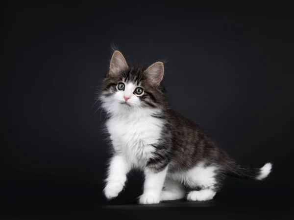 Expressive Black Tabby Spotched White Norwegian Forestcat Kitten Standing Walking — стоковое фото