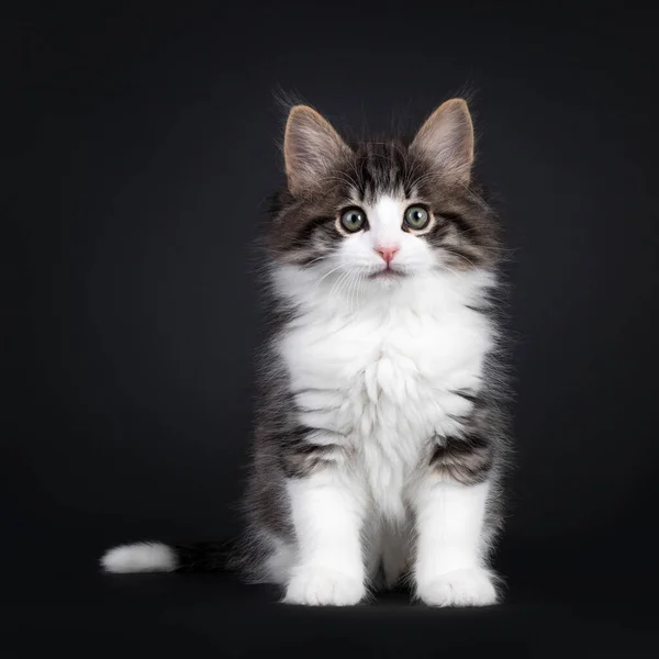 Expressive Black Tabby Blotched White Norwegian Forestcat Kitten Sitting Facing — Stock Photo, Image