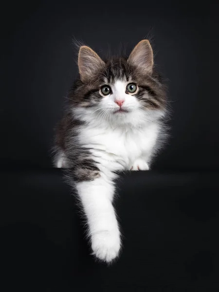 Expressive Black Tabby Blotched White Norwegian Forestcat Kitten Laying Facing — Stock Photo, Image