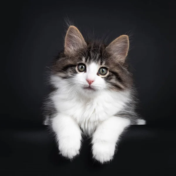 Expressive Black Tabby Blotched White Norwegian Forestcat Kitten Laying Facing — Stock Photo, Image
