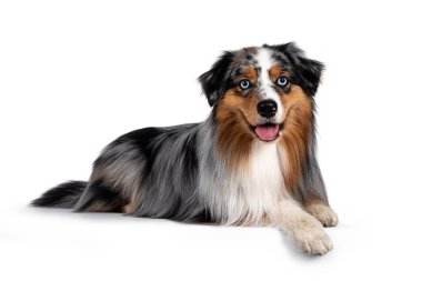 Yakışıklı ve bakımlı bir Avustralya çoban köpeği, yan yana yatıyor. Açık mavi gözlerle kameraya doğru bakıyor. Beyaz arka planda izole edilmiş. Ağzını aç, dilini çıkar..