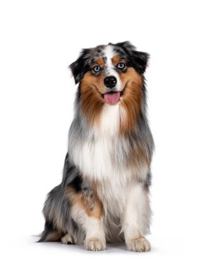 Yakışıklı ve bakımlı bir Avustralya çoban köpeği, düz bir şekilde oturuyor. Açık mavi gözlerle kameraya doğru bakıyor. Beyaz arka planda izole edilmiş. Ağzını aç, dilini çıkar..