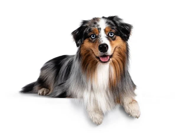 Handsome Well Groomed Australian Shepherd Dog Laying Paws Edge Looking — Stock Photo, Image