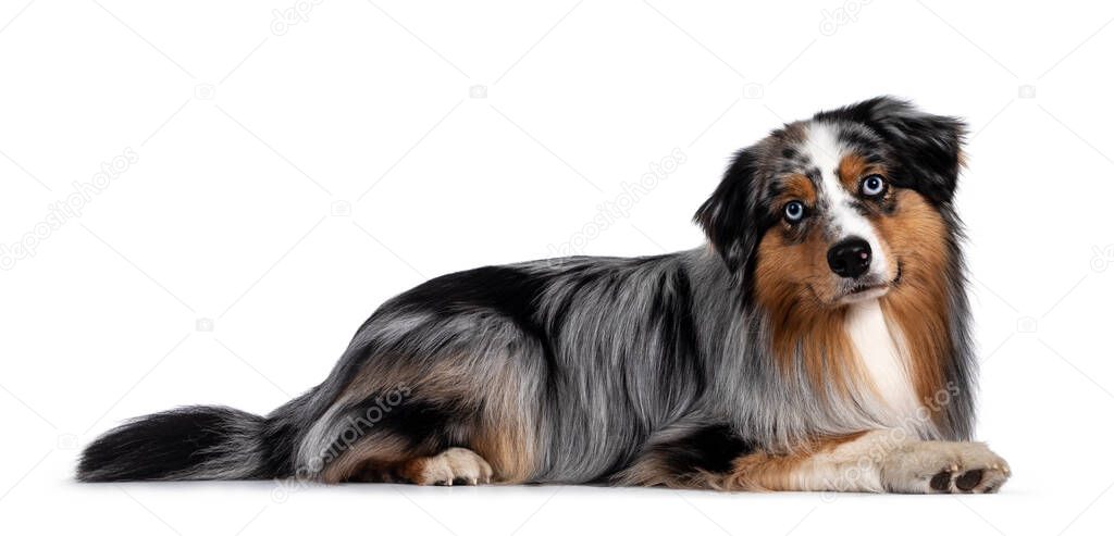 Handsome and well groomed Australian Shepherd dog, laying down side ways. Looking towards camera with light blue eyes and cute head tilt. Isolated on white background.
