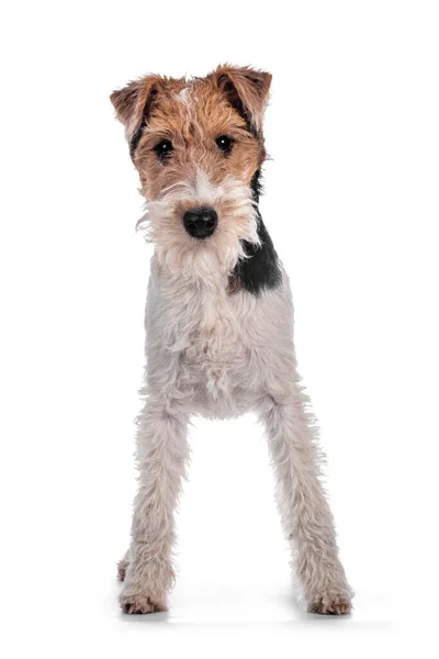 Cute Fox Terrier Cachorro Cão Frente Para Frente Olhando Para — Fotografia de Stock