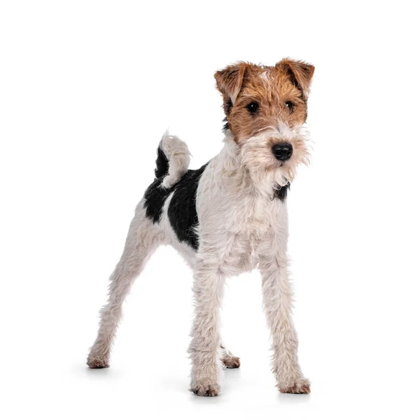 Cute Fox Terrier Cachorro Cão Frente Para Frente Olhando Para — Fotografia de Stock