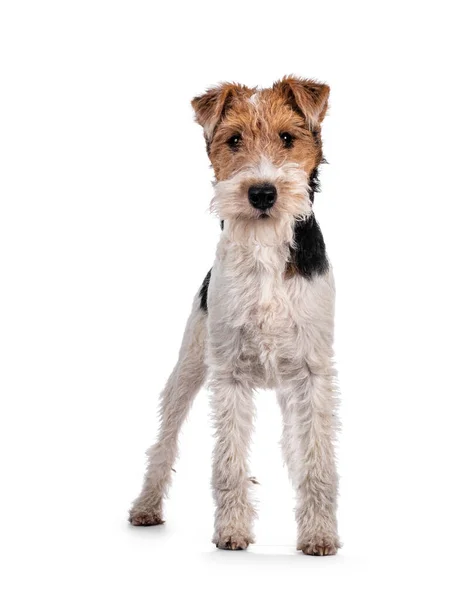 Cute Fox Terrier dog pup standing facing front. Looking at camera with curious dark eyes. Isolated on white background.