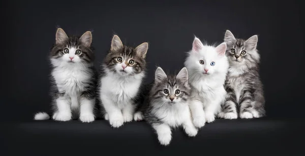 Fila Cinco Gatitos Forestcat Noruegos Sentados Uno Lado Del Otro — Foto de Stock