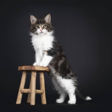 Şirin siyah tekir beyaz Norveç orman kedisi kedisiyle lekelenmiş, küçük tahta taburenin yanında dikiliyordu. Ön pençeler yüzeyde. Yeşil gözlü kameraya doğru bakıyor. Siyah üzerine izole edilmiş. .