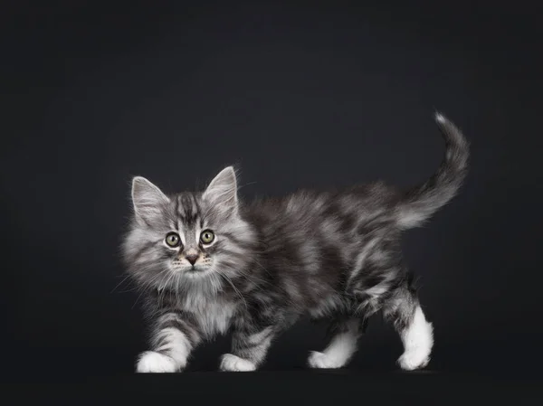 Adorable Black Silver Tabby Blotched Norwegian Forestcat Kitten Walking Side — Stock Photo, Image