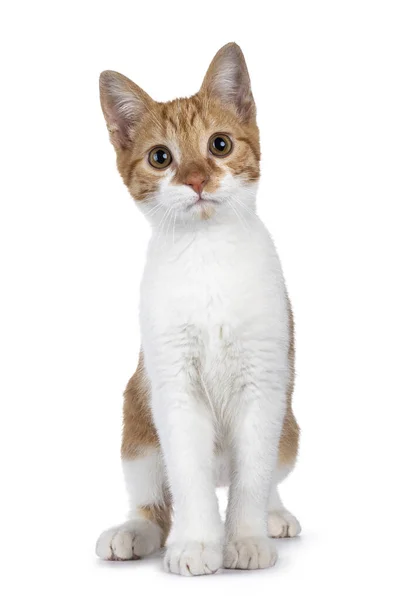白い非品種の猫とかわいい若い赤 前に直面して座っている 甘い茶色の目でカメラに向かっている 白い背景に隔離された — ストック写真