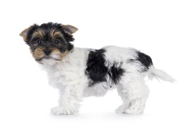 Sevimli Biewer Terrier köpeği yavrusu, yan yana ayakta duruyor. Doğrudan kameraya bakıyorum. Beyaz bir arkaplanda izole edilmiş.