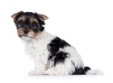 Sevimli Biewer Terrier köpeği yavrusu, yan yana oturuyor. Doğrudan kameraya bakıyorum. Beyaz bir arkaplanda izole edilmiş.