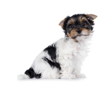 Sevimli Biewer Terrier köpeği yavrusu, yan yana oturuyor. Doğrudan kameraya bakıyorum. Beyaz bir arkaplanda izole edilmiş.