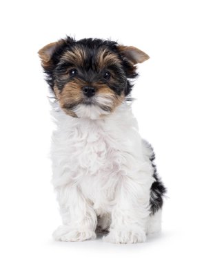 Sevimli Biewer Terrier köpeği yavrusu, önde oturuyor. Doğrudan kameraya bakıyorum. Beyaz bir arkaplanda izole edilmiş.