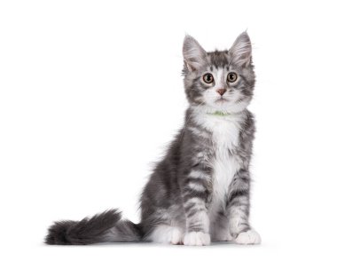 Beyaz Maine Rakun kedisiyle dost canlısı mavi, yan yana oturuyor. Kameraya özenli bakıyorsun. Beyaz bir arkaplanda izole edilmiş.