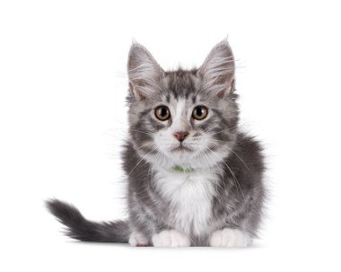 Dost canlısı mavi, beyaz Maine Rakun kedisi kedi yüzükoyun uzanıyor. Kameraya özenli bakıyorsun. Beyaz bir arkaplanda izole edilmiş.