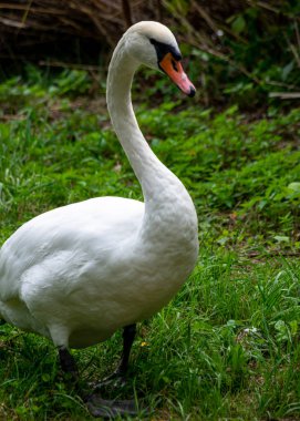 Beyaz kuğu ayakta ve çevresini gözlemleyerek