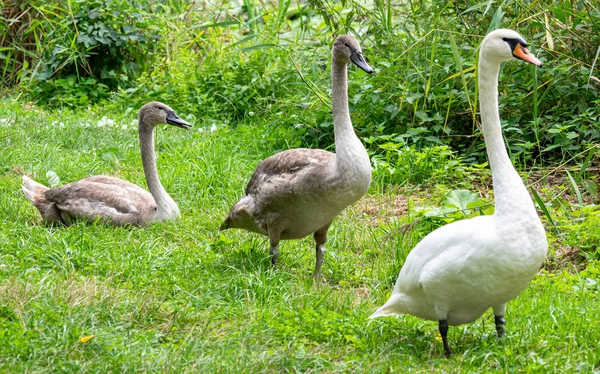 池塘边草地上的天鹅家庭 — 图库照片