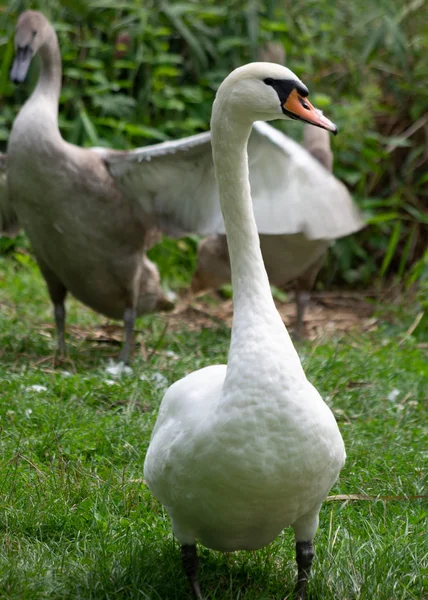 Two swans one is standing second one winds wings