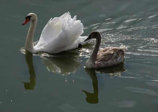 二羽の白鳥がレドニーの池で泳いでいる — ストック写真