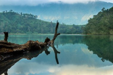 Rengarenk bir göl üzerindeki devrilmiş ağaç. Gökyüzünün su üzerindeki yansıması. Tropik ormanlarla çevrili sakin bir göl.