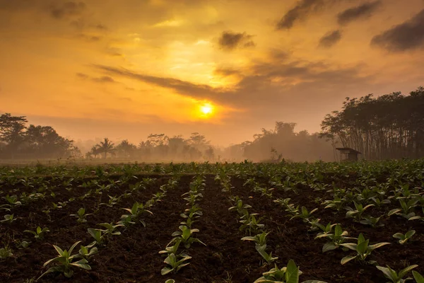 Tobacco plantation. Row of tobacco plants in the agriculture field under the cloudy sunrise