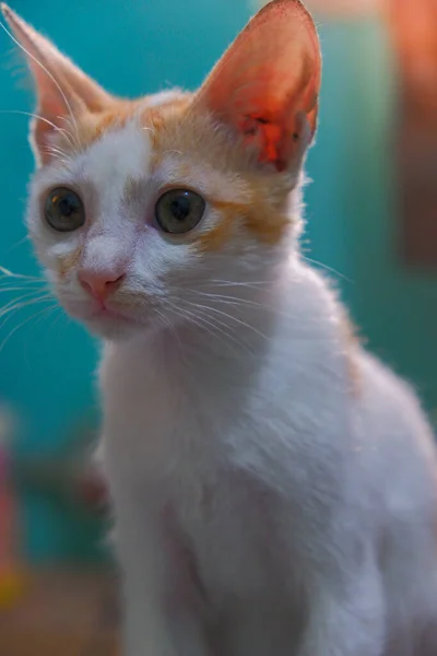 Portret Van Wit Kort Haar Kitten Zoek Met Nieuwsgierig Gezicht — Stockfoto