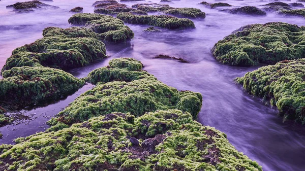 Yeşil yosun ve deniz yosunlarıyla kaplı mercan resiflerinin yakınında Sawarna, Banten, Endonezya 'da sakin dalgalar var.