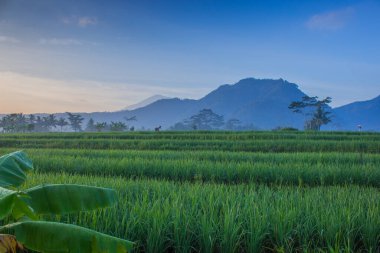 Sabahları çeltik tarlalarının güzelliği tepelerin arka planına ve Endonezya 'nın açık mavi gökyüzüne karşı