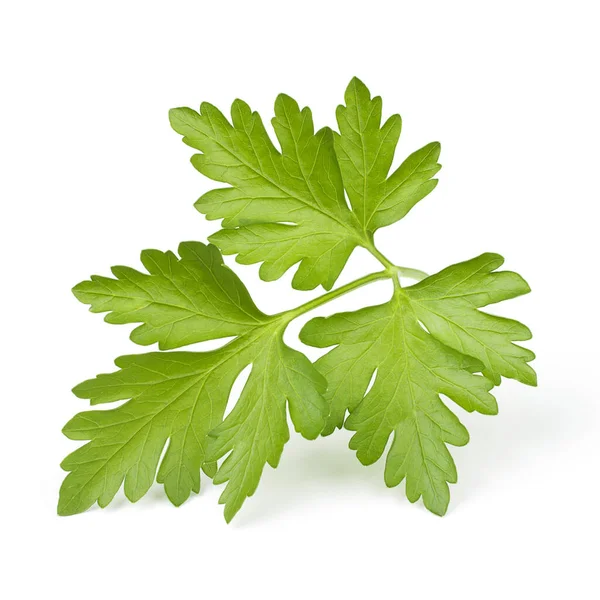 Beyaz arkaplanda yeşil kişniş yaprağı