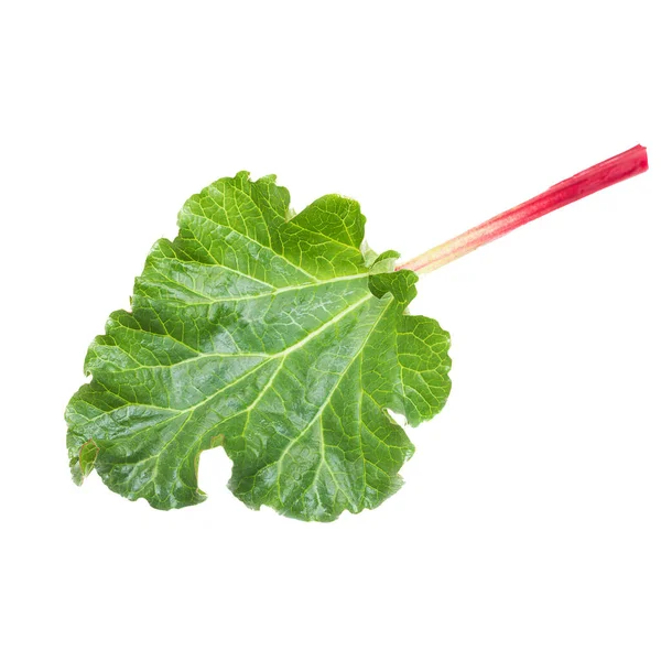 Beyaz bir arka planda kıskançlığın yeşil yaprağı