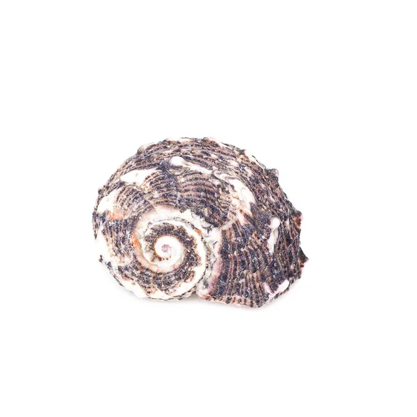 Beyaz arkaplanda deniz kabuğu izole