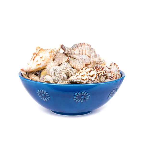 Beyaz arkaplanda deniz kabukları olan kase