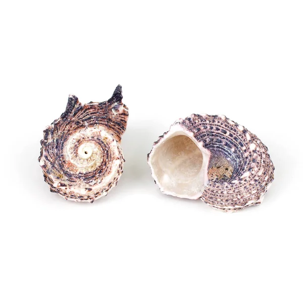 Beyaz arkaplanda deniz kabuğu izole