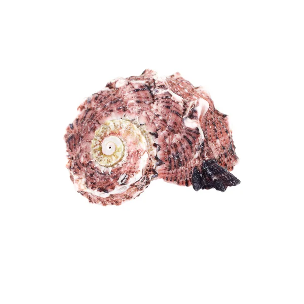 Beyaz arkaplanda deniz kabuğu izole