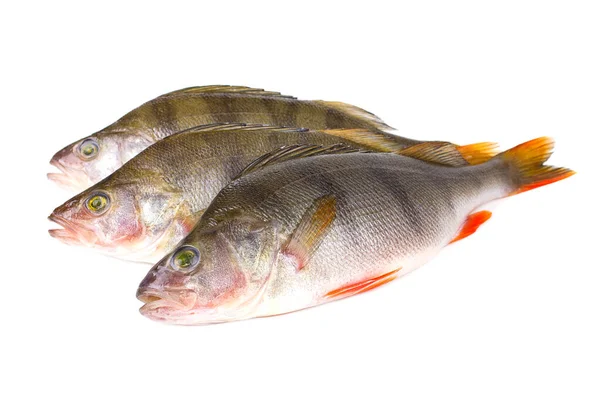 Beyaz arka planda taze levrek balığı