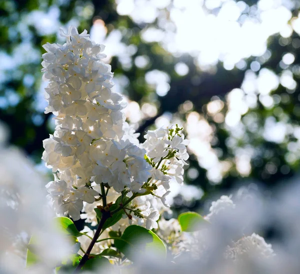 A branch of white lilac in the contouring light. — Stock Photo, Image