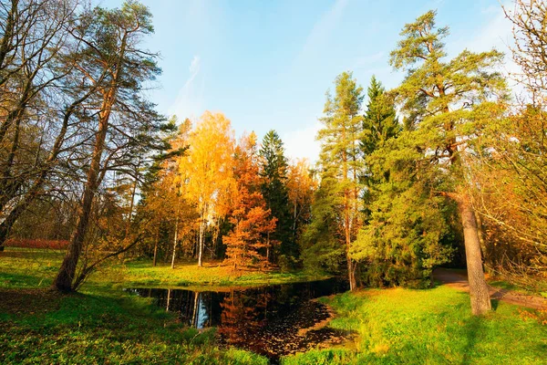 Podzimní Krajina Žlutá Bříza Rybníku Pavlovsk Park — Stock fotografie