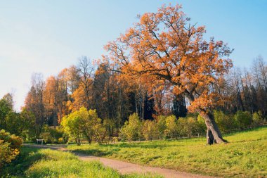 Bir yol boyunca yalnız bir meşe ağacı Pavlovsk Park orman. Sonbahar manzara.