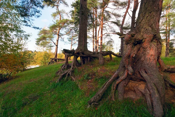 Kiefern mit sichtbaren Wurzeln im Wald am Hang. — Stockfoto