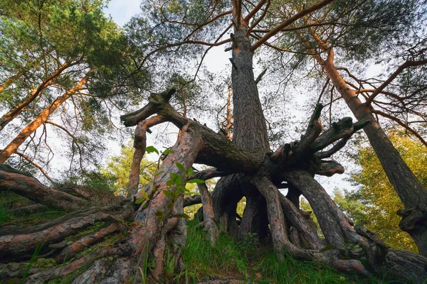 Pine trees with visible roots in the forest on the slope. — Stock Photo, Image