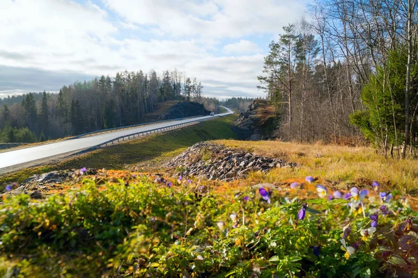 Flores del bosque a lo largo de la carretera A-121 Sortavala en Karelia. Rusia . — Foto de Stock